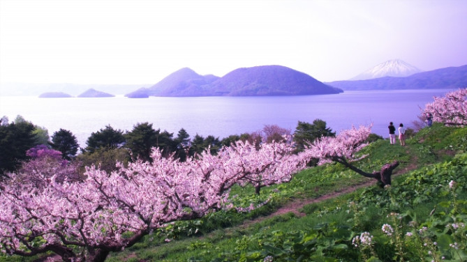 壮瞥公園の梅林