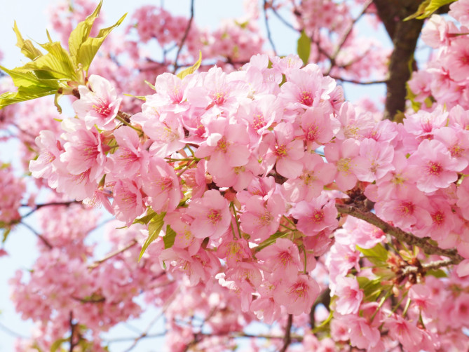 鶴岡八幡宮は四季も楽しめるスポット