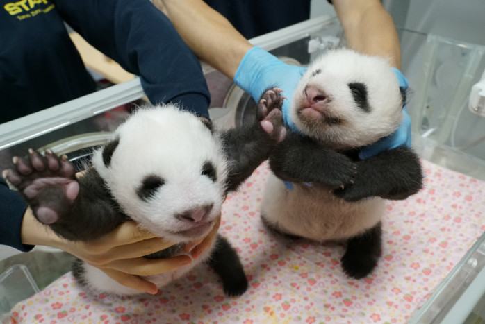 2021】上野動物園で双子パンダを解説！名前はシャオシャオ＆レイレイに